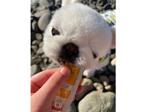 ☆モデル犬卒業後、里親さん宅での様子☆